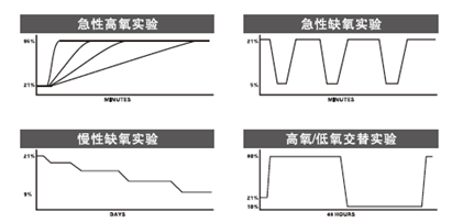 动物低氧高氧实验系统OX-100插图