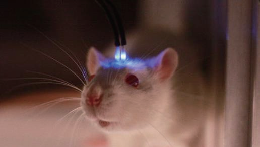 光遗传插图 光遗传插图