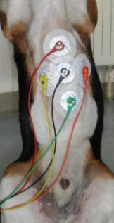 大动物生理信号遥测系统插图1 大动物生理信号遥测系统插图1