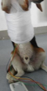 大动物生理信号遥测系统插图2 大动物生理信号遥测系统插图2