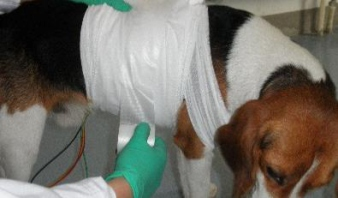 大动物生理信号遥测系统插图3 大动物生理信号遥测系统插图3