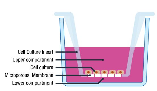 细胞培养插件-细胞培养⼩室插图