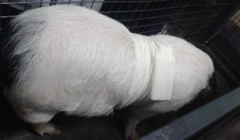 大动物生理信号遥测系统插图5 大动物生理信号遥测系统插图5