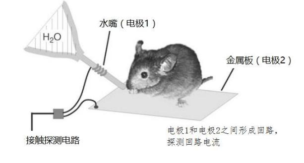 糖水偏好实验系统-XR1025型插图