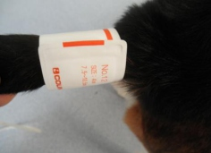 大动物智能无创血压计插图2 大动物智能无创血压计插图2