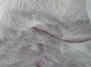 组织氧分压检测装置插图4 组织氧分压检测装置插图4