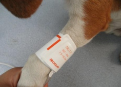 大动物智能无创血压计插图3 大动物智能无创血压计插图3