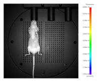 多模式动物活体成像系统插图7