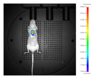 多模式动物活体成像系统插图8