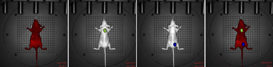 多模式动物活体成像系统插图9