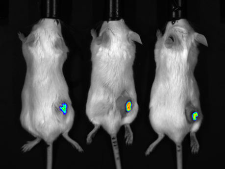 多模式动物活体成像系统插图14