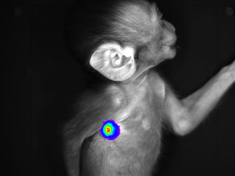 多模式动物活体成像系统插图15