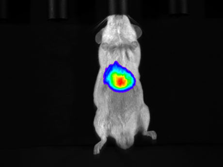 多模式动物活体成像系统插图16