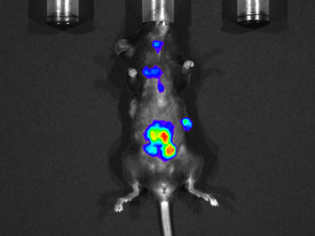 多模式动物活体成像系统插图17