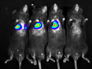 多模式动物活体成像系统插图18