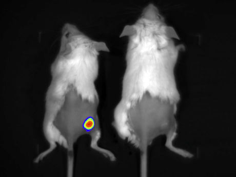 多模式动物活体成像系统插图19