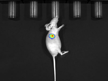 多模式动物活体成像系统插图20