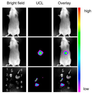 多模式动物活体成像系统插图21