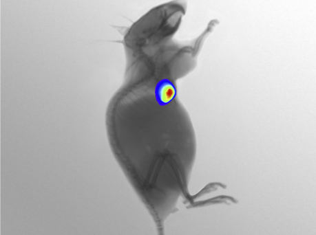 多模式动物活体成像系统插图22