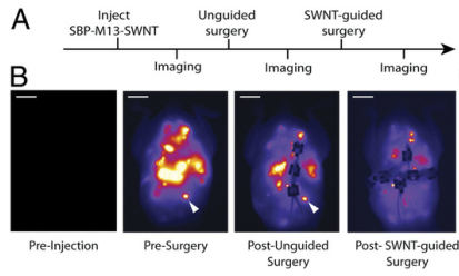 多模式动物活体成像系统插图23