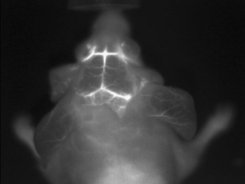 多模式动物活体成像系统插图24
