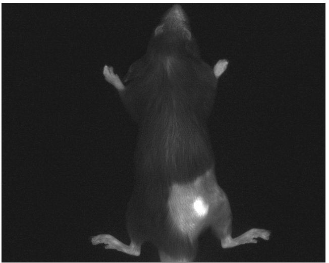 多模式动物活体成像系统插图25