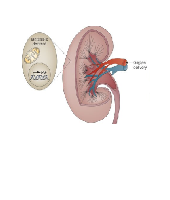 缺氧肾脏损伤研究缩略图