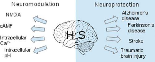 硫化物的分解代谢可改善缺氧性脑损伤缩略图