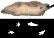 步态分析系统插图 步态分析系统插图