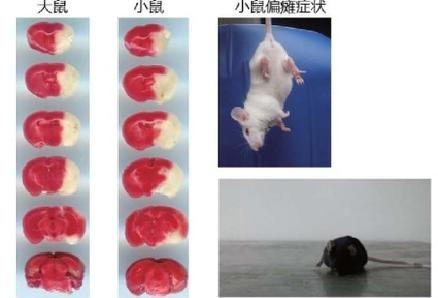 线栓(脑中风模型专用)插图 线栓(脑中风模型专用)插图