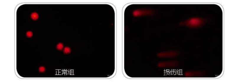 细胞损伤检测试剂盒插图 细胞损伤检测试剂盒插图