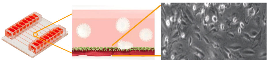 细胞流体剪切力研究系统插图1