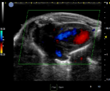 小动物超声影像系统插图4