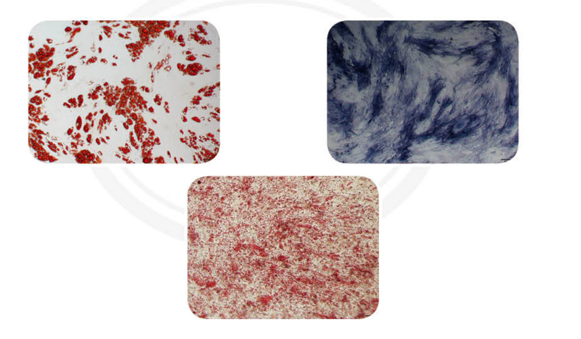 干细胞诱导分化鉴定试剂盒插图