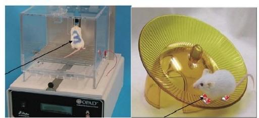 实验动物专用标记笔(6色)插图2 实验动物专用标记笔(6色)插图2