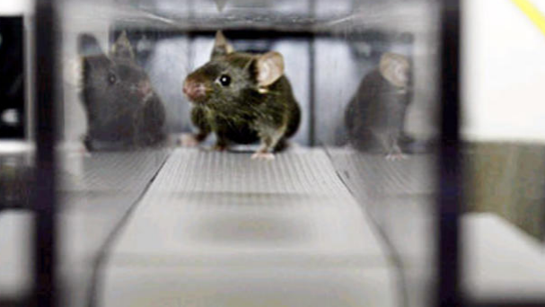 动物能量代谢跑台插图 动物能量代谢跑台插图