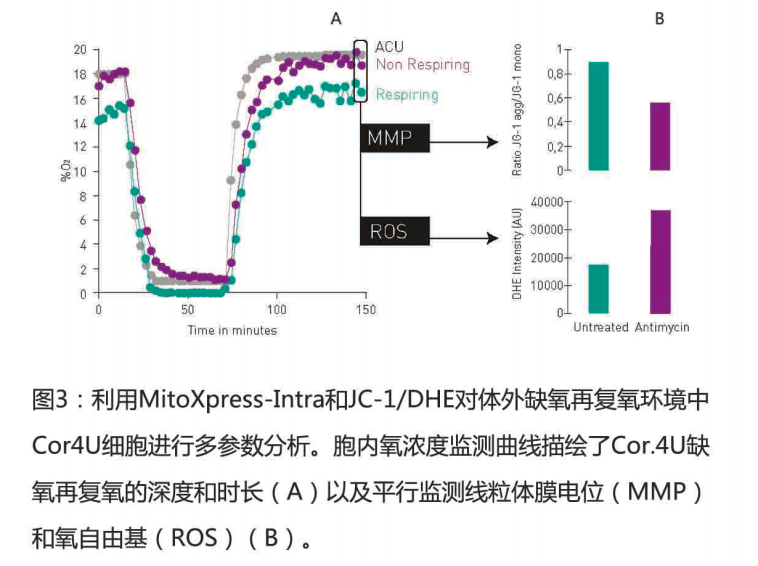 细胞能量代谢监测系统插图1 细胞能量代谢监测系统插图1