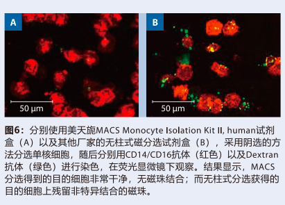 细胞分选磁性细胞分选插图4 细胞分选磁性细胞分选插图4