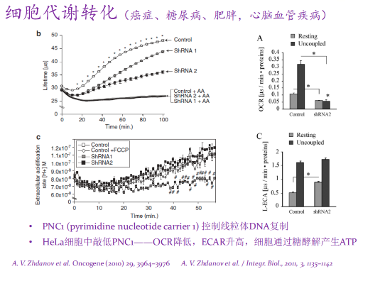 细胞能量代谢监测系统插图4 细胞能量代谢监测系统插图4