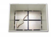 小鼠地板焦虑测试箱-Aron Test插图 小鼠地板焦虑测试箱-Aron Test插图