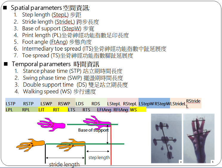 Motion Gait Analysis 大小鼠步态分析系统插图1