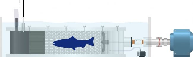 水生生物强迫游泳呼吸代谢测量系统插图